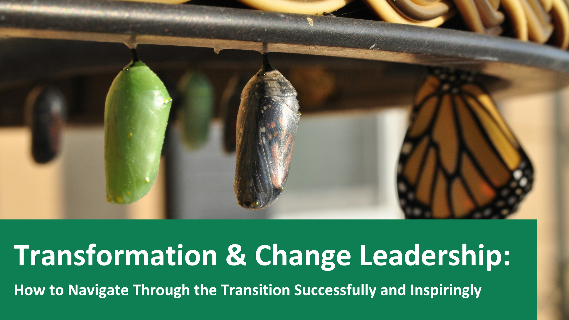 Transformation &amp; Change Leadership - How to Navigate Through the Transition Successfully and Inspiringly